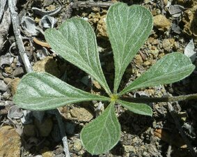 Pediomelum californicum Leaf